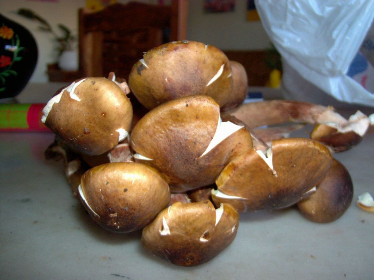 Armillaria mellea?